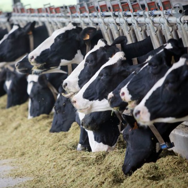 بانک نیازهای غذایی فید افزار دام سنگین – گاو شیرده و گوشتی